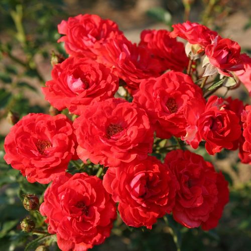 Rosa Zwergenfee 09® - rosso - miniatura, lillipuziane